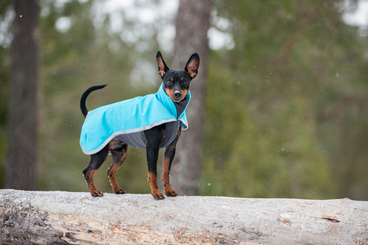 Pomppa Sportti Softshelltäcke Arctic