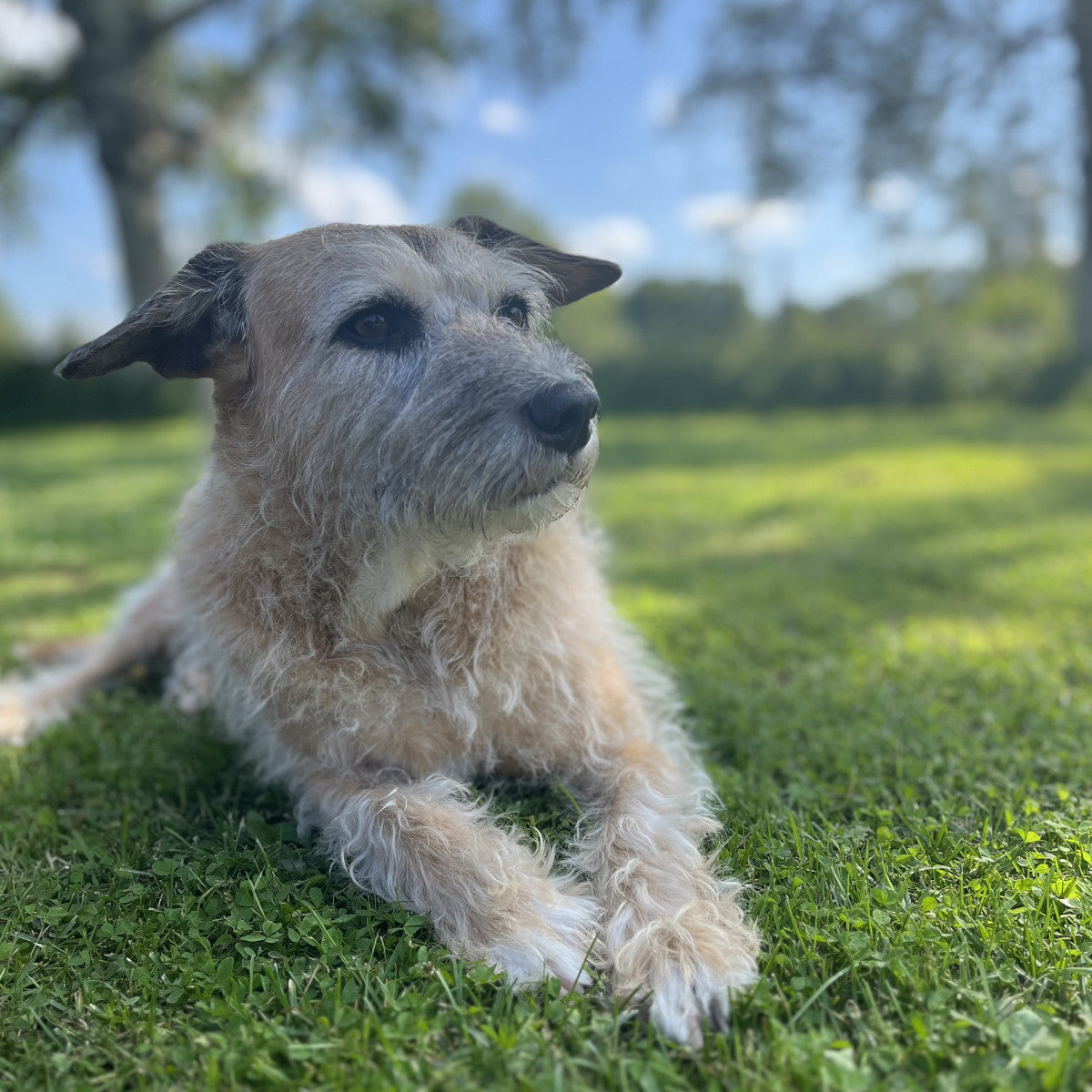Personlig utveckling för hund