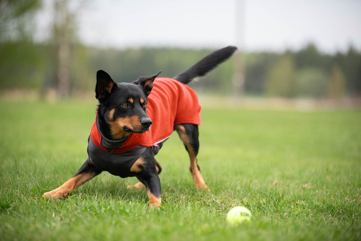 Pomppa Jumppa Habanero