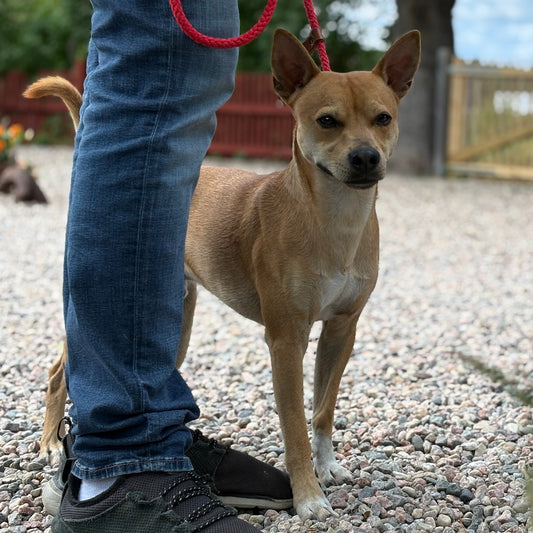 Privatkonsultation - 5 tillfällen